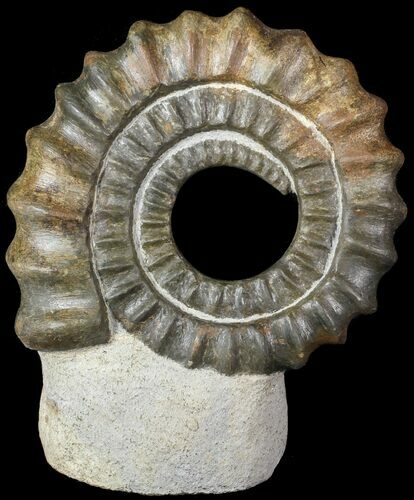 Devonian Ammonite (Anetoceras) - Morocco #63079